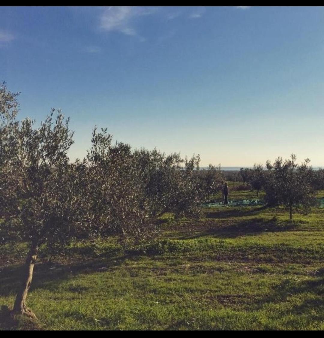 Apartman Ostrea *** Bale Exteriér fotografie